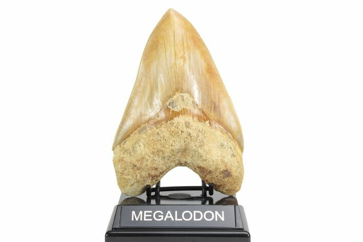 Serrated Fossil Megalodon Tooth - Massive Indonesian Meg #226234